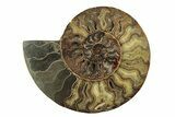 Very Large, Cut & Polished Ammonite Fossil - Madagasar #238786-1